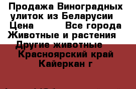 Продажа Виноградных улиток из Беларусии › Цена ­ 250 - Все города Животные и растения » Другие животные   . Красноярский край,Кайеркан г.